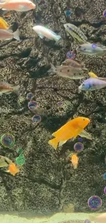 Vibrant fish swimming in an aquarium with bubbles and a dark, textured backdrop.