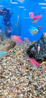 Vibrant aquarium with colorful fish swimming in a natural setting.