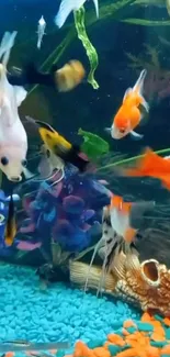 Colorful fish swimming in a vibrant aquarium with lush plants and clear water.