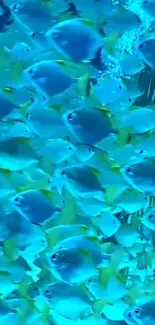 Vibrant school of fish in cyan water, perfect for phone wallpaper.