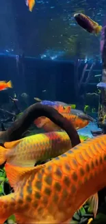 Colorful fish swim in a vibrant aquarium setting with diverse marine life.