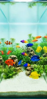 Colorful aquarium fish swimming in a vibrant tank display.