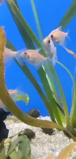 A colorful aquarium scene with fish swimming among green plants and blue background.