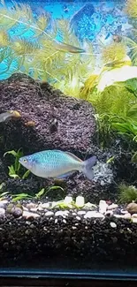 Aquarium scene with colorful fish and lush green plants on a phone wallpaper.