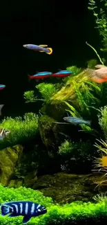Exotic fish swimming among lush plants in a vibrant aquarium scene.