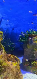 Vibrant aquarium wallpaper with fish and corals in vivid blue water.