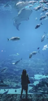 Silhouette of person gazing at fish in a large aquarium.