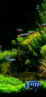 Vibrant aquarium wallpaper with colorful fish and lush plants.