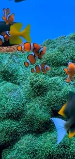 Colorful clownfish swim in lush coral.