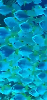 A school of vibrant blue fish swimming in an underwater setting.