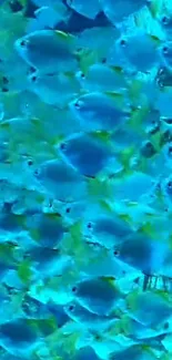 A school of vibrant blue fish in an underwater scene.