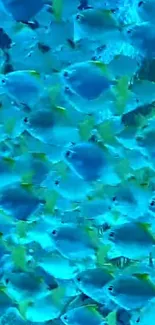 Vibrant school of fish in turquoise blue water wallpaper.