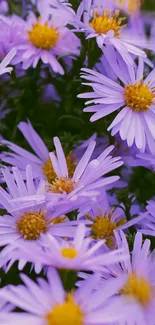 Mobile wallpaper featuring vibrant purple asters with yellow centers.