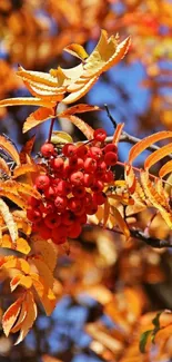 Autumn branches with red berries and orange leaves against a blue sky.