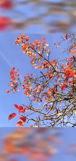 Vibrant red-orange autumn leaves against a bright blue sky.