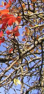 Vibrant red leaves on autumn branches against blue sky.