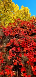 Bright red and yellow leaves on a rock wall with a clear blue sky.