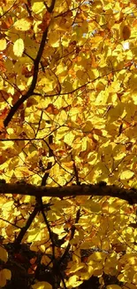 Vibrant golden yellow autumn leaves with sunlit branches.