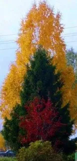 Colorful autumn trees with vibrant foliage.