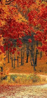 Scenic forest path with vibrant red and orange fall foliage.