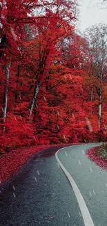 Winding road through red autumn forest.