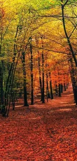 Autumn forest path with vibrant orange leaves and tall trees.