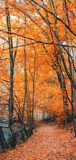 Path through a forest with vibrant orange autumn leaves.