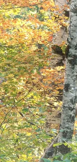 Vibrant autumn forest with birch trees and colorful leaves.