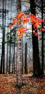 Autumn forest wallpaper with orange leaves and misty background scenery.