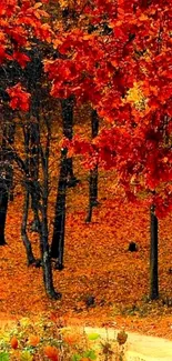 Vibrant autumn forest with colorful foliage