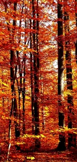 Mobile wallpaper of a vibrant autumn forest with orange leaves.