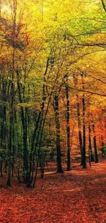 Vibrant autumn forest with colorful leaves on the ground and trees.