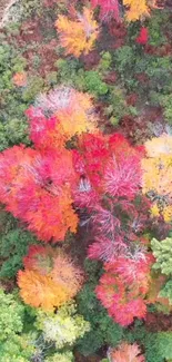 Aerial view of vibrant autumn forest with red, orange, and green trees.