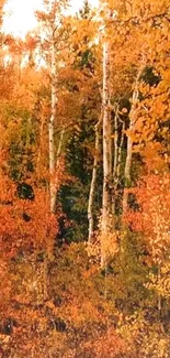 Vibrant autumn forest with orange foliage and birch trees.