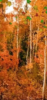 Vibrant autumn forest with birch trees and colorful foliage in a captivating scene.