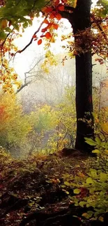 Autumn forest with vibrant colored leaves in a misty setting.