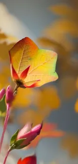 Colorful autumn leaf with vibrant hues in a nature setting.