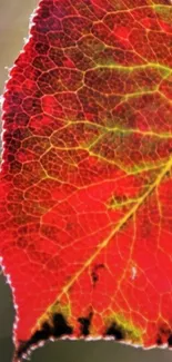 Close-up of a vibrant red autumn leaf with intricate details.