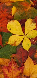 Vibrant autumn leaves in yellow, orange, and red, creating a colorful fall wallpaper.