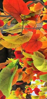 Vibrant autumn leaves in orange and red hues.