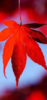 Vibrant red autumn leaf on a mobile wallpaper.