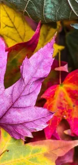 Vibrant autumn leaves with rich colors.