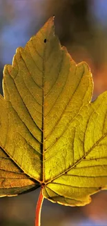 Golden leaf close-up with autumn colors.