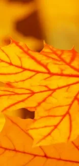 Vibrant orange-yellow autumn leaf close-up wallpaper.