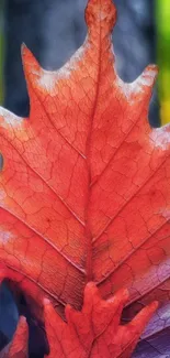 Close-up of a vibrant red autumn leaf with detailed textures.