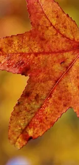 Close-up of a vibrant orange autumn leaf against a blurred background.