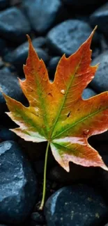 Vibrant maple leaf on dark stones background.