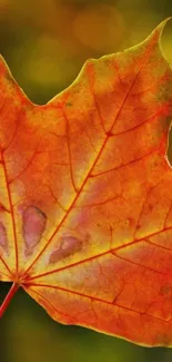 Close-up of a vibrant orange-red autumn leaf on a mobile wallpaper.