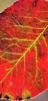 Close-up of a vibrant red leaf with intricate veins for a nature-themed wallpaper.