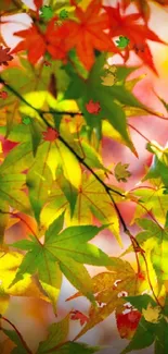 Vibrant green and red autumn leaves in sunlight.